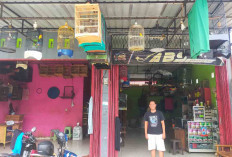 ABS Avril Bird Shop Lubuk Linggau : Dari Hobi Menjadi Sumber Rezeki, Toko Terlengkap Bagi Pecinta Burung  