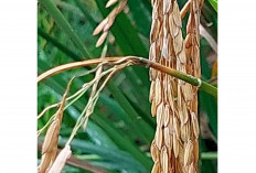 Waspada Penyakit Blas Serang Tanaman Padi di Musi Rawas