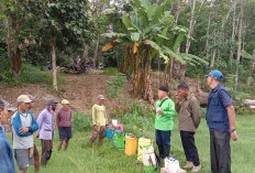 Atasi Serangan Ulat Grayak, POPT Ajak Petani Lakukan Gerdal Secara Terpadu