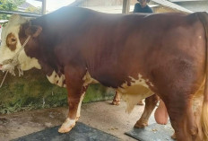 Nama-nama Unik Sapi Kurban Presiden Prabowo di Sumsel, Vigor di Lubuk Linggau dan Boboho di OKI