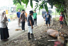 Idul Adha 1446 H SIT Mutiara Cendekia Lubuk Linggau Berkurban, Abi Umar: Mari Saling Berbagi karena Allah