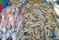Udang dan Cumi Segar Jadi Buruan, Pedagang Jaga Kualitas 