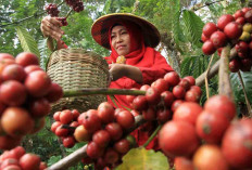 Berikut 5 Daerah Penghasil Kopi Terbesar di Sumsel