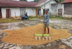 Petani di Musi Rawas Jarang Jual Gabah, Pemilik Penggilingan Padi Giling Padi Hasil Tanaman Sendiri