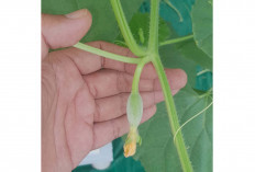 Kelebihan Tanam Melon Sistem Green House ala Petani Millenial Musi Rawas