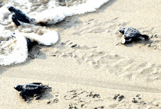 Keindahan Pantai Batu Kumbang Ipuh Bengkulu, Tempat Wisata Lahirkan Ribuan Penyu dari 2015 