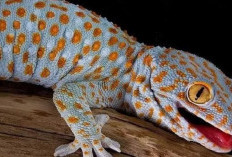 Tokek Pembawa Hoki? Bongkar Mitos Penglaris Dagangan yang Bikin Penasaran