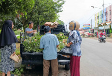 Penjualan Nanas Meningkat Selama Ramadan, Banyak Diburu untuk Bahan Nastar