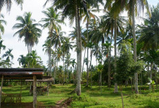 Harga Santan Naik Daun, Muara Kelingi Penghasil Kelapa Terbesar di Musi Rawas