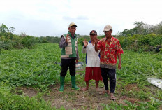 Petani Tegal Sari Musi Rawas Kembangkan Tanaman Semangka Dilahan Sawit