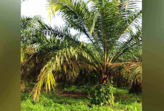 Harga Sawit Naik, Petani di Musi Rawas Kembali Rawat Kebun dengan Maksimal