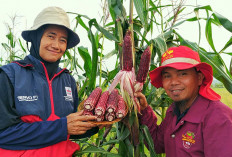 Pasar Belum Tersedia, Petani Musi Rawas Belum Berani Budidaya Jagung Ketan Ungu Dalam Jumlah Besar