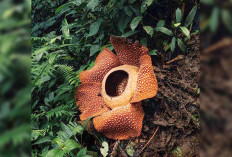 Ikon Bengkulu yang Mendunia Bunga Rafflesia