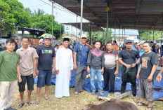 Idul Adha 1447 H, Pengurus Masjid Nadzirul Iman Majapahit Lubuk Linggau Sembelih 13 Sapi 7 Kambing Kurban