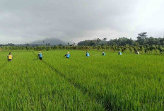 Kurangi Populasi Hama pada Tanaman Padi, Ini yang Dilakukan Petani di Musi Rawas 