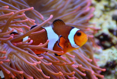 Mengenal Ikan Nemo, Ikan Badut Yang lincah dan Mungil