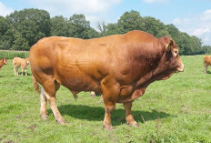 Presiden Prabowo Kurban Satu Ekor Sapi Seberat 800 Kilogram di Lubuk Linggau