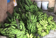 Pisang Batu Urip Taba Laris Manis, Harga Rp 5 Ribuan