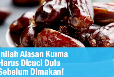 Belum Banyak yang Tahu! Konsumsi Buah Kurma Sebaiknya Dicuci Terlebih dahulu