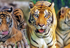 7 Deretan Spesies Harimau yang Menakjubkan di Daerah Indonesia