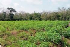 Program Ketahan Pangan Desa Tri Anggun Jaya Tanam Singkong