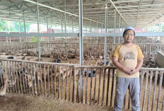 Ponpes Darul Ulum Al- Fatah Musi Rawas Kembangkan Usaha Ternak Itik Petelur