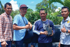 Stok Bibit di Persemaian Permanen Selangit Tinggal 9.000 Batang