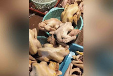 Ayam Kampung Memiliki Kandungan Protein Tinggi, Segini Harganya