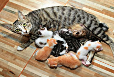 6 Jenis Susu Formula untuk Anak Kucing yang Baru Lahir, Tanpa si Induk