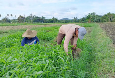 Petani Musi Rawas, Menanam Kangkung Lebih Menjanjikan Dibanding Tanam Padi