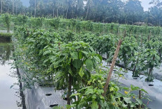 Antisipasi Kerugian Karena Harga Turun, Ini yang Dilakukan Petani di Musi Rawas 