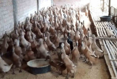 Adam Kewalahan Penuhi Permintaan Pelanggan, Ajak Mitra Budidaya Bebek Petelur