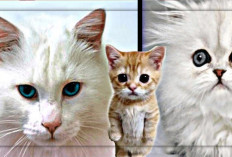 Jenis - Jenis Kucing Persia Dan Kucing Anggora Yang Harus Kalian Ketahui, Berikut Daftar Harganya