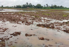 Petani Desa L Sidoharjo Musi Rawas Mulai Siapkan Lahan, Ini yang Dilakukan Petani Agar Terhindar Hama Tikus