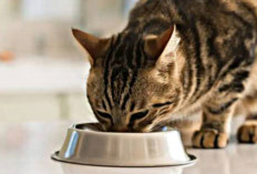 5 Rekomendasi Makanan Basah Atau Wet Food, Yang Terbaik Untuk Kucing Kalian Tersayang