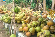 Kelapa Muda Laris Manis Saat Cuaca Panas Melanda Kota