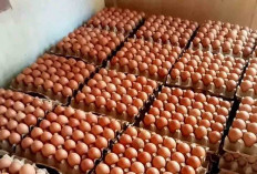 Harga Telur Mulai Turun, Agen Atha Telur Tawarkan Harga Lebih Murah