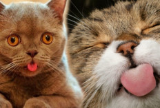 7 Fenomena Menarik di Dunia Kucing Mengapa Kucing Menjulurkan Lidah Seperti Anjing