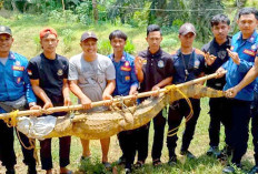 Sudah 3 Kali, Ada Buaya dalam Kolam Bikin Geger warga Tugumulyo Musi Rawas