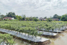 Harga Cabai di Musi Rawas Tinggi, Tapi Serangan Hama Bikin Sakit Hati 