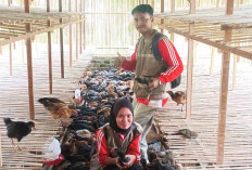 Tingkatkan Produksi Ternak di Musi Rawas, DTPHP Rekomendasikan 20 Tenaga PPTPPP