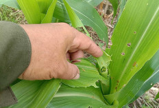 PPL Minta Petani Rutin Lakukan Monitoring Hama Tanaman Jagung 