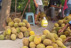 Surga bagi Pecinta Durian, Ini 5 Daerah Penghasil Durian Terbaik di Sumsel