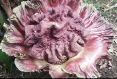 Warga Lubuk Linggau Heboh Temukan Bunga Langka Amorphophallus Paenoniifoliuus di Pekarangan Rumah