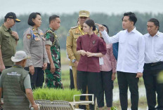 Hari ini, Wapres Gibran Rakabuming ke Banyuasin Panen Jagung Hingga Kunjungi Ponpes