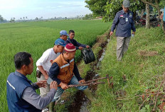 Hama Tikus Menyerang Tanaman Padi Disebabkan Terlambat Melakukan Pengendalian
