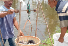 Musi Rawas Penghasil Ikan Nila Terbesar di Sumsel, Pertahun Bisa Hasilkan 37 Ribu Ton Ikan