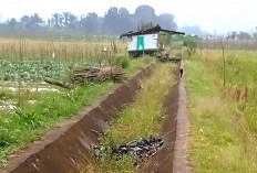 Tanggul Jebol Belum Diperbaki, 417 Hektar Sawah di 3 Desa di Musi Rawas Alami Kekeringan
