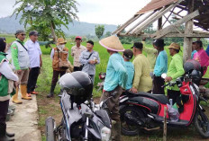 Hasil Monitoring, Petani di Musi Rawas Lakukan Gerdal Hama Penggerek Batang