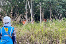 Pantau Langsung Proses ROW, Manager PLN UP3 Lubuklinggau Pastikan Jaringan di Muara Megang Andal